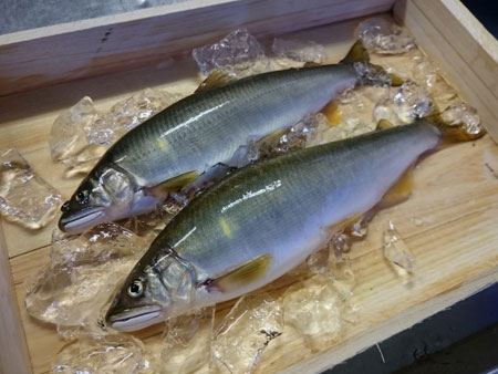 岐阜県 長良川