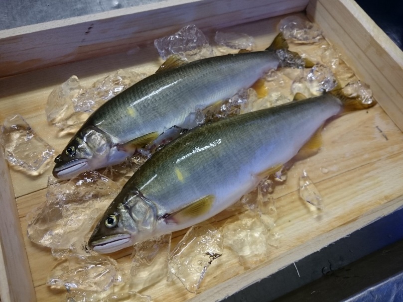 郡上鮎